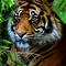 Sumatran Tiger - endangered species